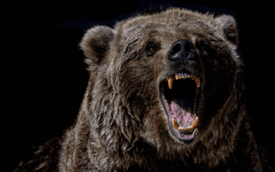 What To Do If A Bear Sniffs You | Surviving A Bear Encounter