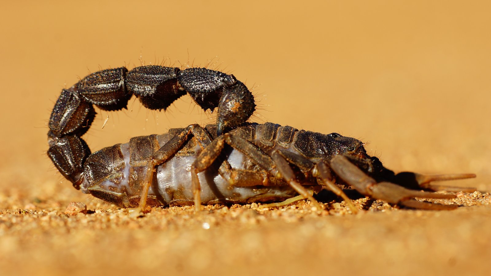 Scorpion in desert