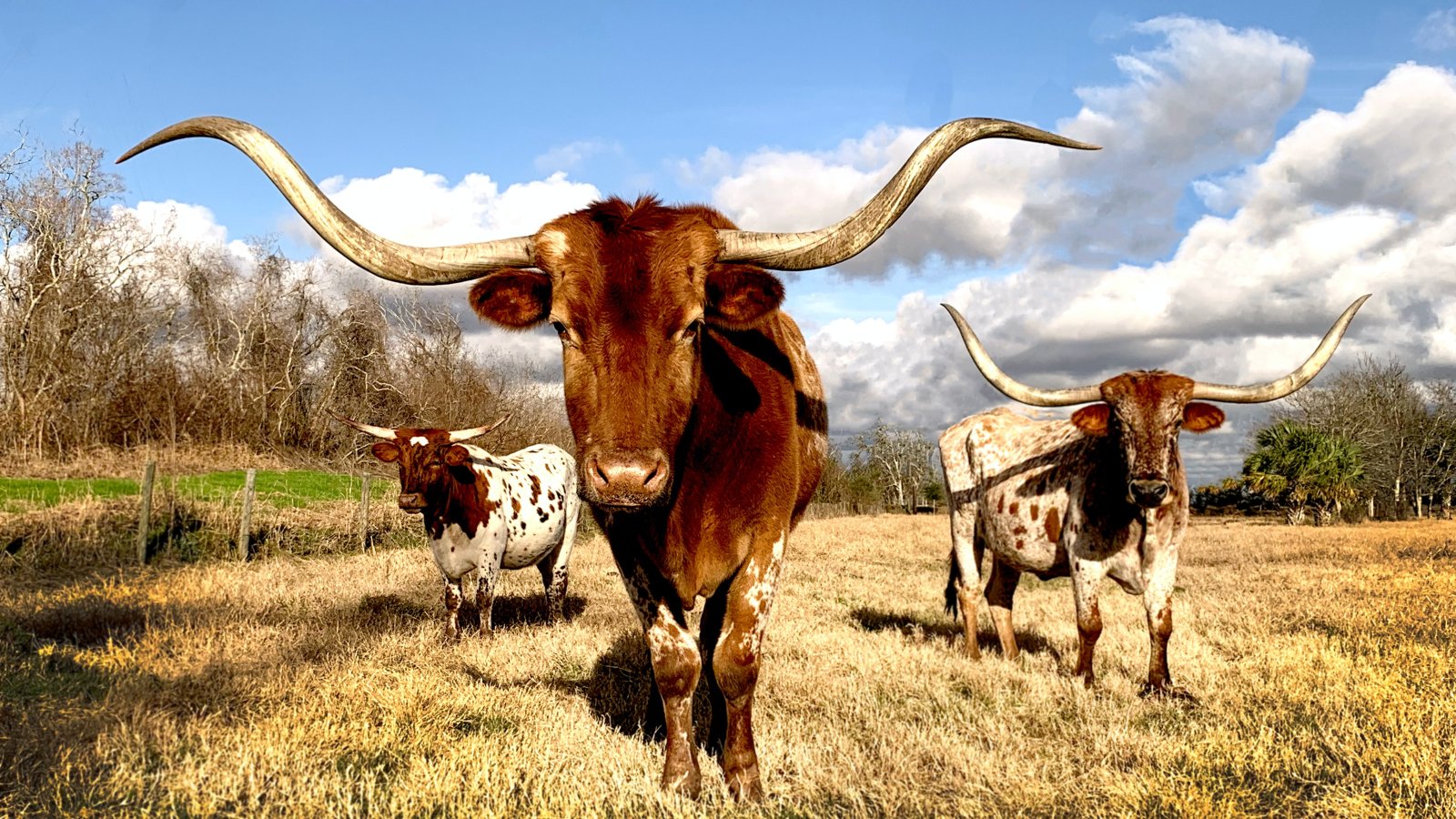 Texas cows